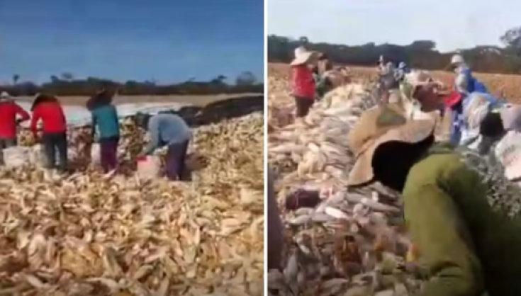 Operação resgata 55 trabalhadores em situação análoga à escravidão em Goiás