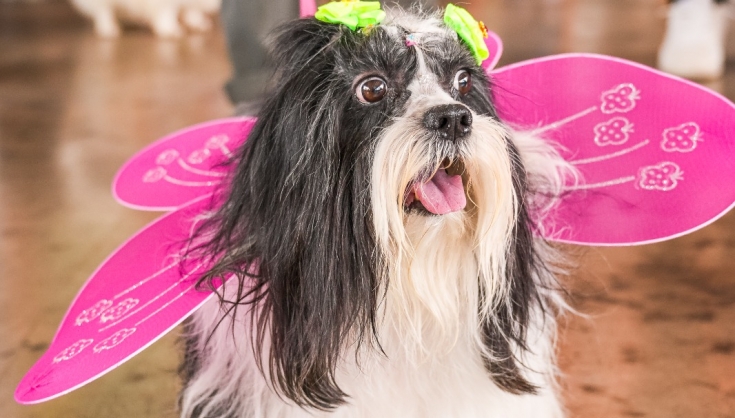 Carnaval pet reúne desfile de fantasias e feira de adoção em Aparecida de Goiânia